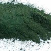 Algi morskie - spirulina