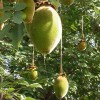 Olej z nasion Baobabu NATURALNY
