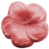 Hibiskus