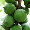 Olej makadamia ORGANICZNY
