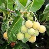 Olej Tamanu NATURALNY