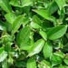 Macerat z zielonej herbaty ORGANICZNY