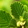 Hydrolat z liści oczaru ORGANICZNY