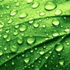 Hydrolat z zielonej herbaty