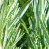 Olejek Rozmarynowy NATURALNY