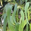 Olejek Eukaliptusowy NATURALNY