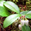 Olejek Wintergreen NATURALNY