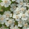 Hydrolat z kwiatu krwawnika ORGANICZNY
