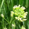 Linianka siewna (Gold of pleasure) NATURALNY