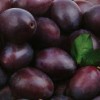 Olej z pestek śliwki NATURALNY