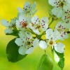 Hydrolat z kwiatu głogu ORGANICZNY