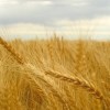 Olej z kiełków pszenicy NATURALNY