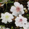 Olej z nasion Meadowfoam NATURALNY