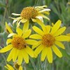 Macerat z kwiatów arniki ORGANICZNY