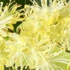 Hydrolat z kwiatu lipy ORGANICZNY