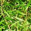 Olejek z drzewa herbacianego NATURALNY