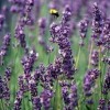 Olejek Lawendowy NATURALNY