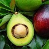 Olej avocado NATURALNY