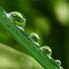 Hydrolat rozmarynowy