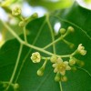 Olejek z cynamonowca kamforowego NATURALNY