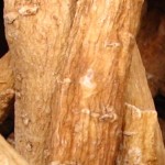 pochrzyn wild yam.jpg