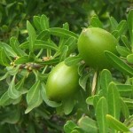 Olej arganowy ORGANICZNY