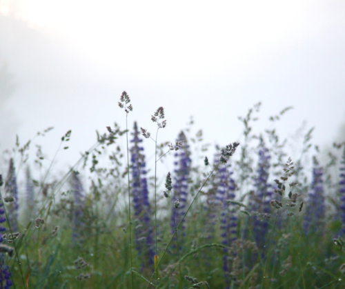 LOTION NA WYPADANIE WŁOSÓW Z PROTEINAMI ŁUBINU